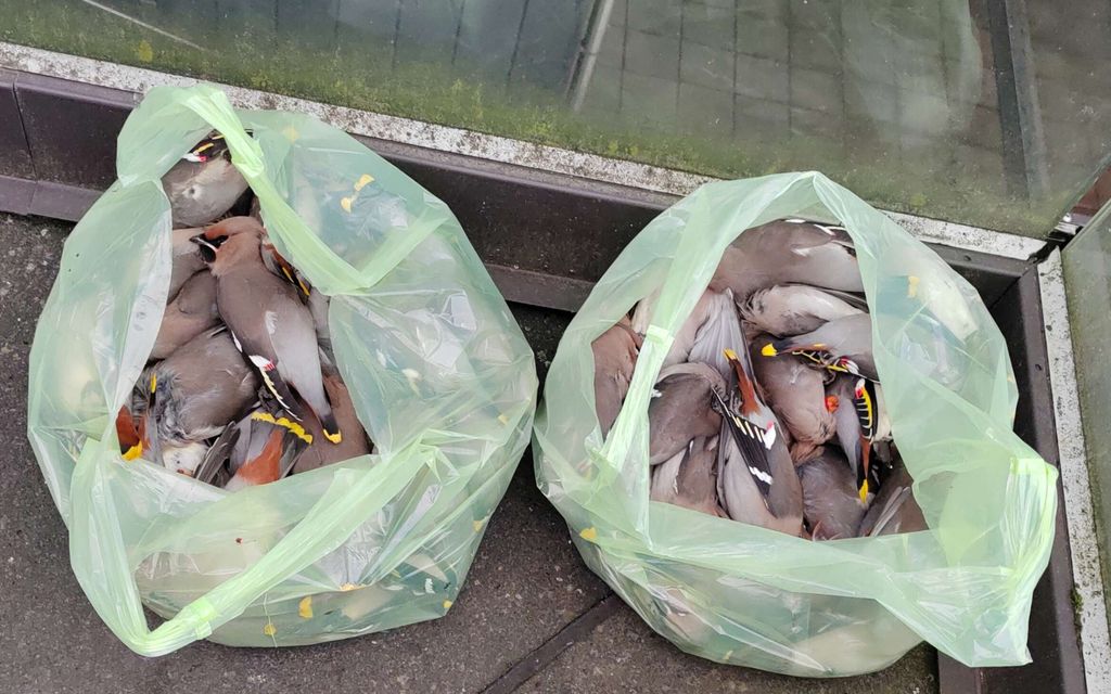 Lintujen joukkokuolema piinaa pääkaupunki­seutua – Asiantuntija: ”Kuulostaa tosi suurelta määrältä”