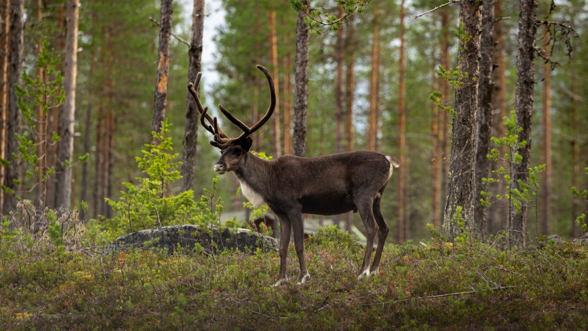 Uutta tietoa Lapin porovyyhdistä – useita törkeitä rikossyytteitä