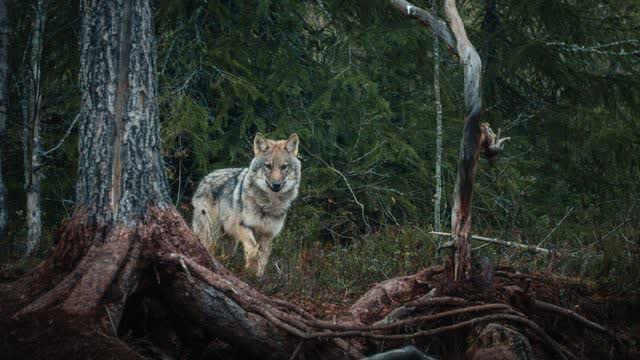 Yrittäjä Lassi Rautiainen kertoo, miksi sudenmetsästys on uhka itärajan tuntumassa