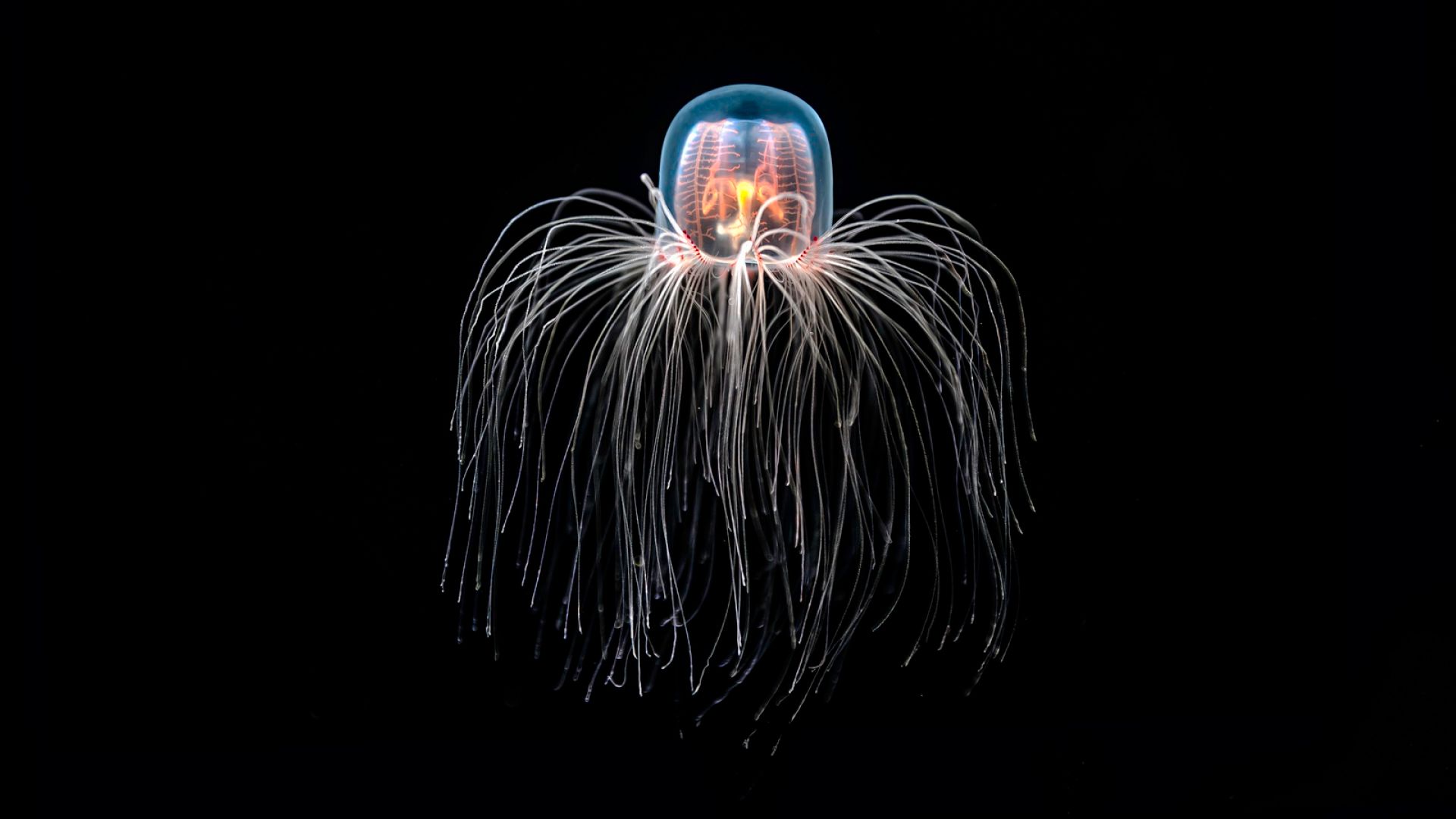 Tällainen on ”kuolematon meduusa”