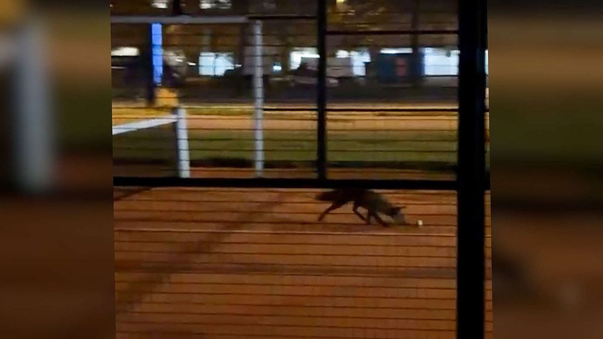 Suloinen näky padelkentällä tallentui videolle Helsingissä