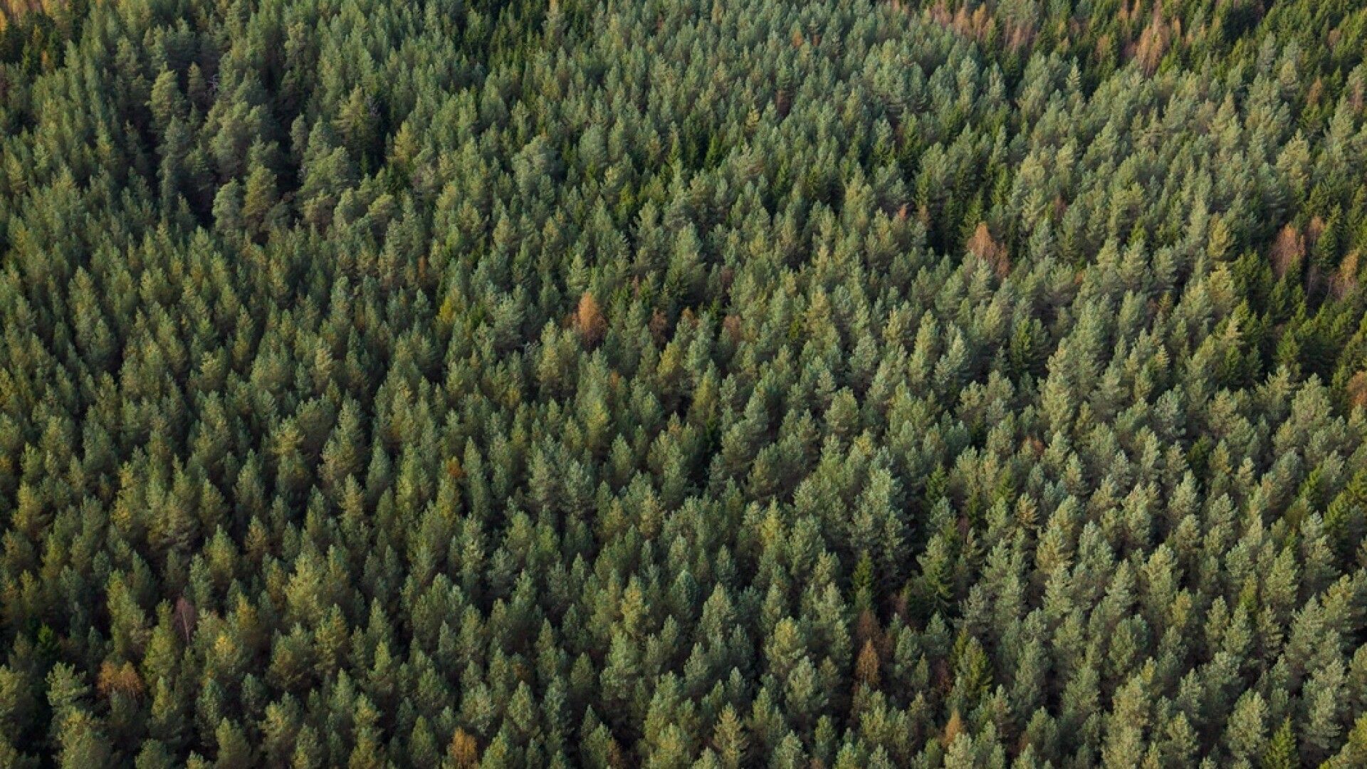 Everstiluutnantille esiteltiin metsätietoja Suomesta – ”Tuli shokkina”