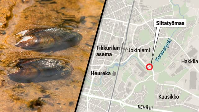 ”Raakkumaisia” simpukoita evakuoidaan Vantaalla