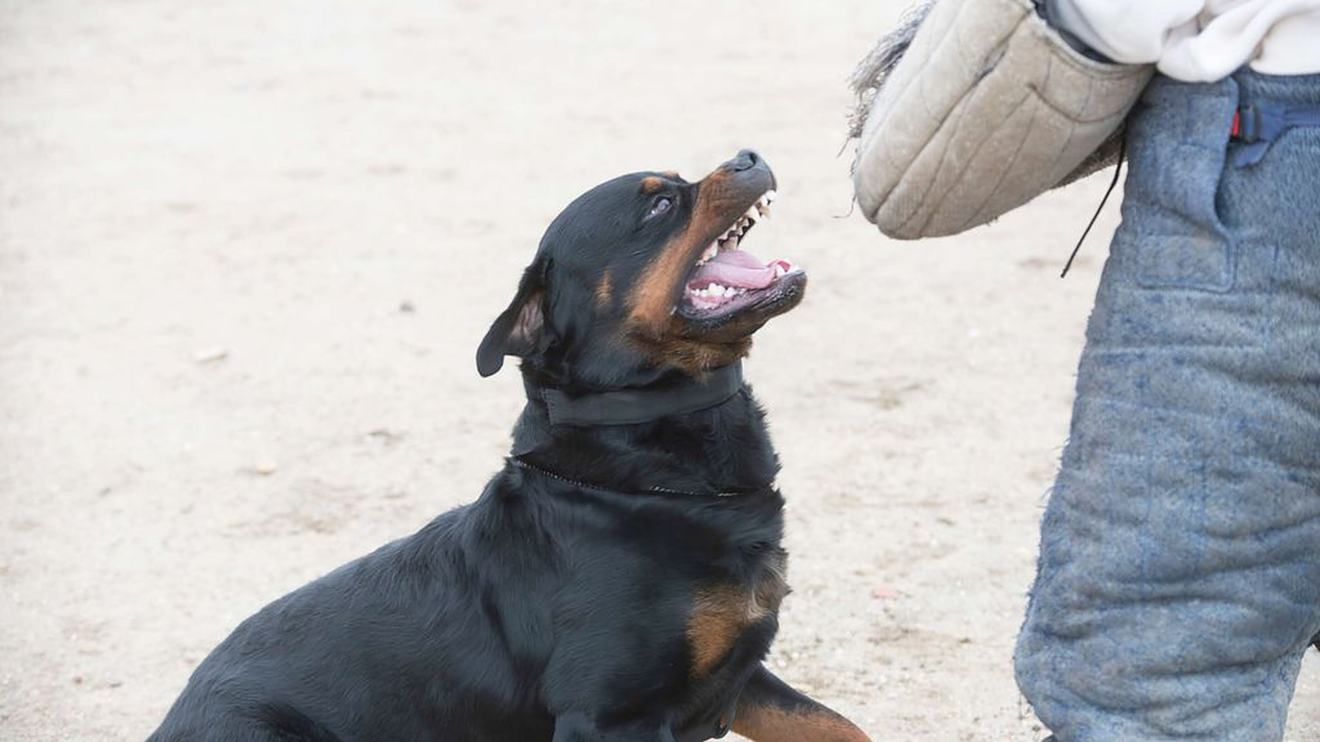 60-kiloinen rottweiler hyökkäsi Oulussa – Lapset kiidätettiin sairaalaan