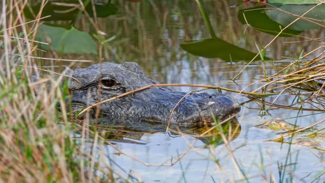 3,5-metrinen alligaattori tappoi kalastajan Floridassa